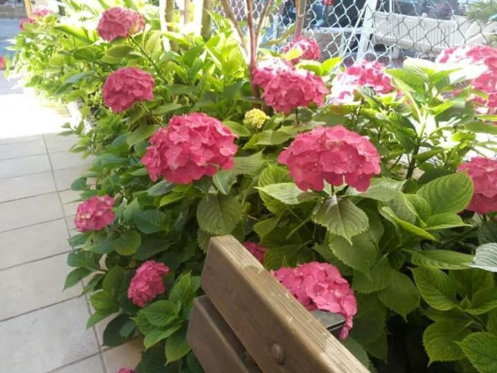 B&B Villa Rocchi Римини Екстериор снимка